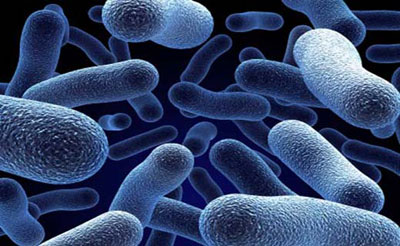 бактерии и вирусы как причина