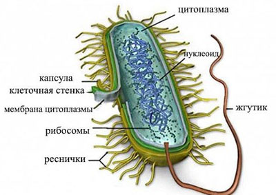 Бактерия микроплазмы