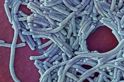 Бактерия Legionella