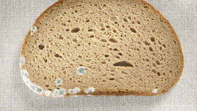 грибок на хлебе