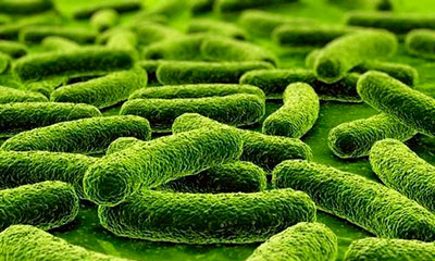 микобактерии туберкульоза